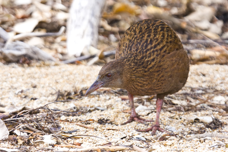 Weka On Beach